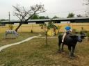 Ngua (400 x 299) - 